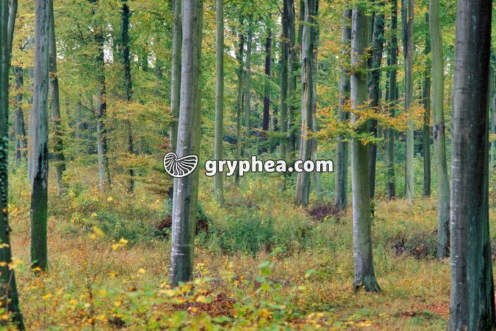 Futaie de hêtres - gryphea.com